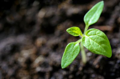 Qu'est-ce que l'agroécologie ? 