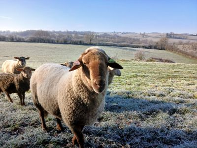 Moutons
