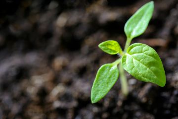 Qu'est-ce que l'agroécologie ? 