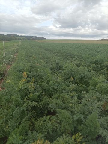 Aromatiques