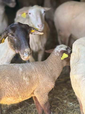 Agneau bio élevé sous la mère