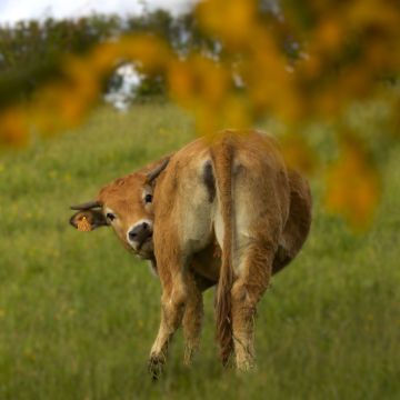 Vache