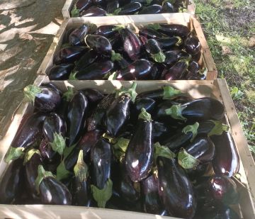 Aubergines
