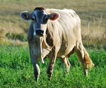 vache 0332 recadrée