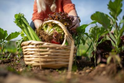 Rural Express - Épicerie des Producteurs Bio